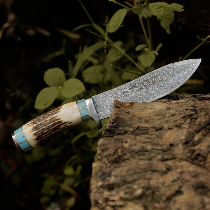 Viral Bull Nose Hunting Knife with Antler &amp; Turquoise Handle - Shokunin USA